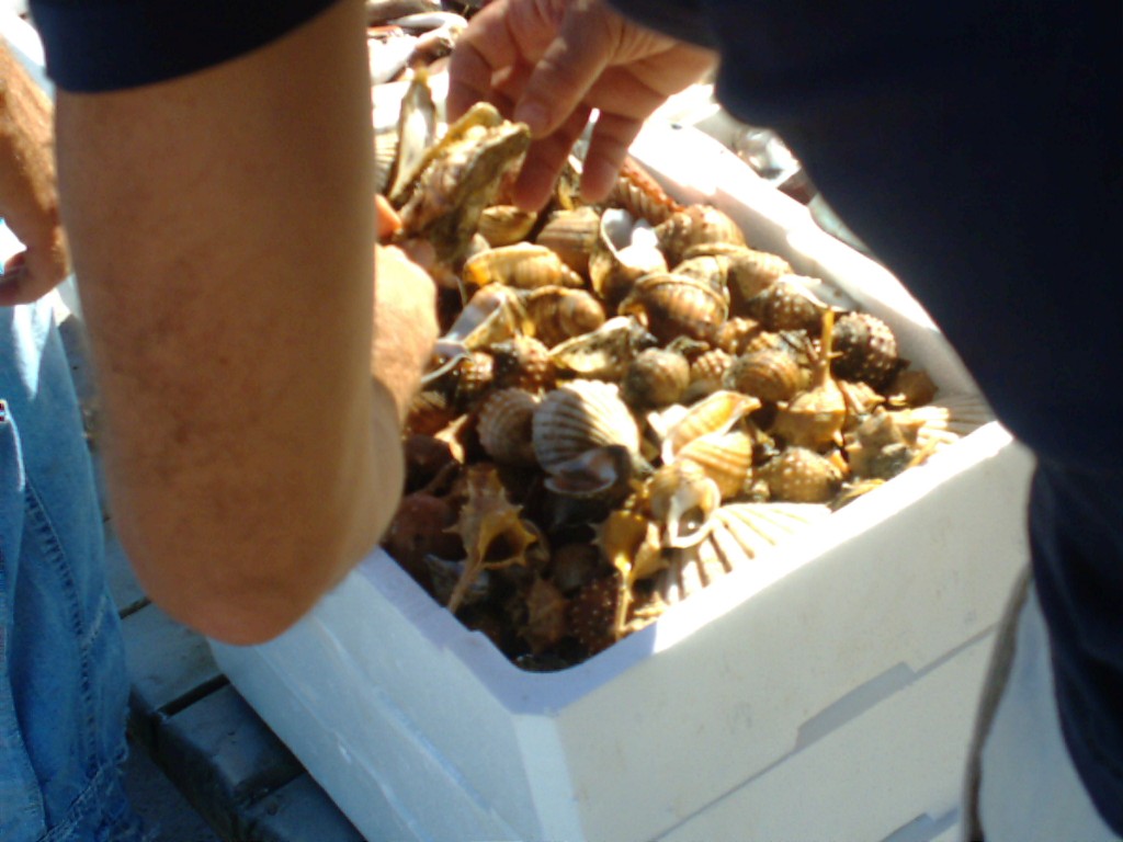 3 Conchigliari a Fiumicino