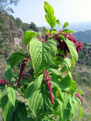 flora euganea