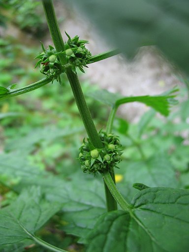 Lycopus europaeus / Erba-sega comune