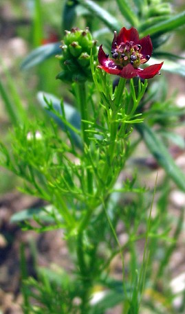 Adonis annua / Adonide annua