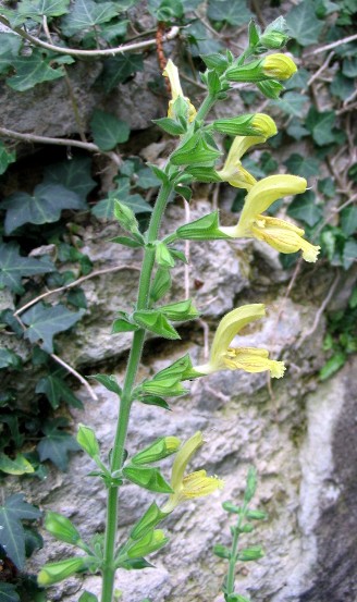 Salvia glutinosa / Salvia vischiosa