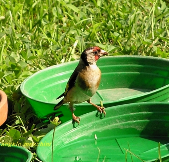 Abbeveratoi per uccelli