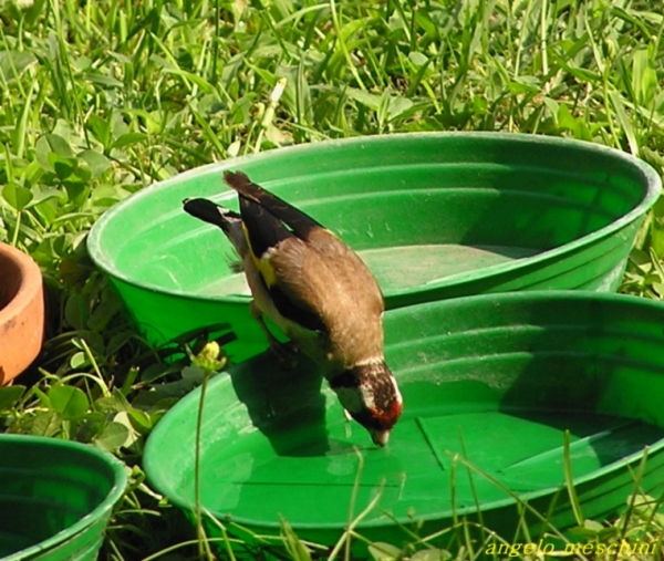 Abbeveratoi per uccelli