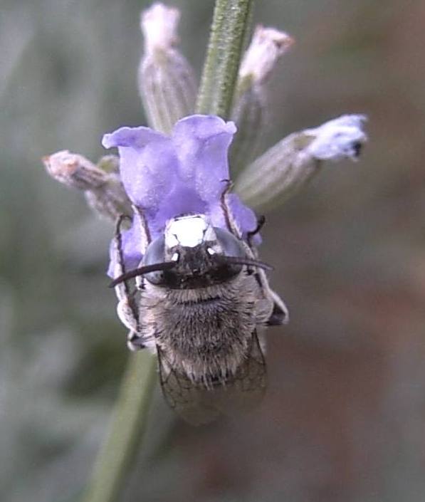 Amegilla sp. (Apidae Anthophorinae)