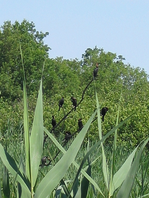 Punta alberete RA