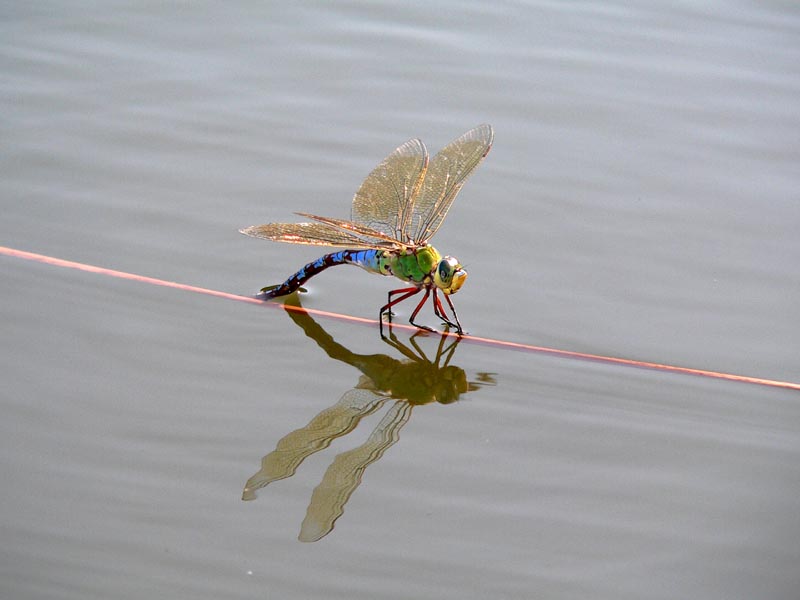 Ovodeposizione di Anax imperator