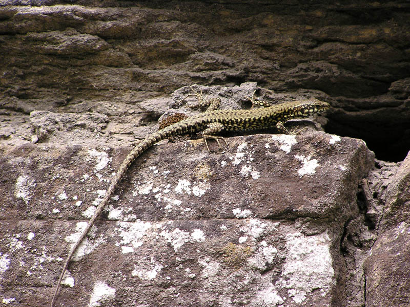 Podarcis muralis