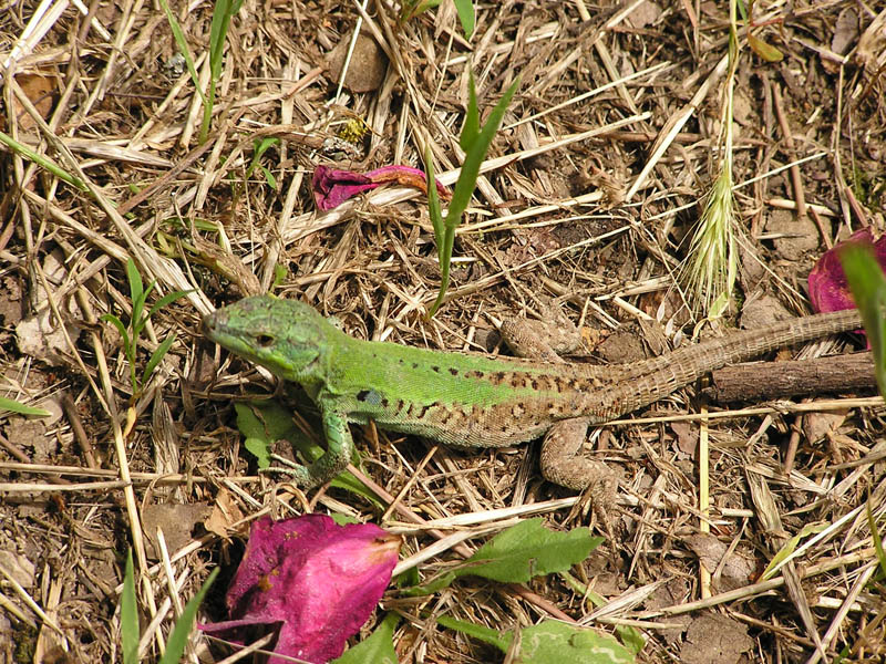 Lucertola: Podarcis siculus