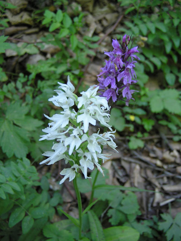 Dactylorhiza fuchsii