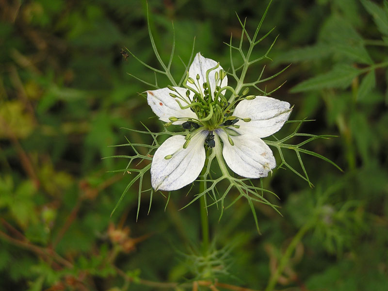 Nigella damascena / Damigella scapigliata