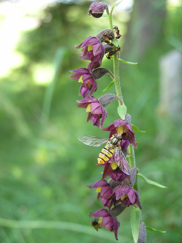 Epipactis atrorubens (Syrphidae  & .....  su  ......)