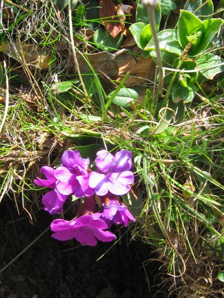 Primule rosse: Primula hirsuta & Primula glaucescens