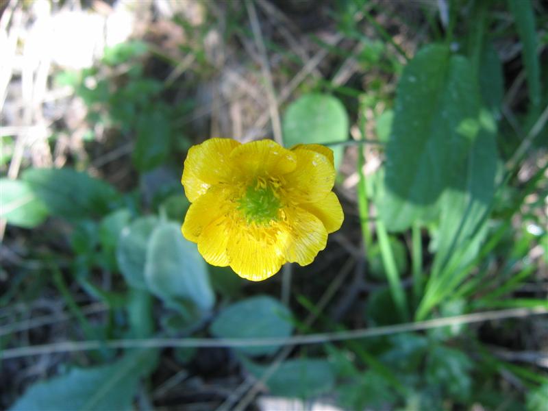 Ranunculus sp. dal Torraggio