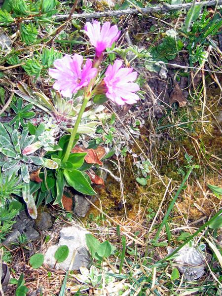 Primule rosse: Primula hirsuta & Primula glaucescens