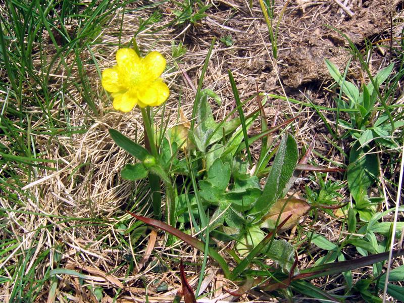 Ranunculus sp.