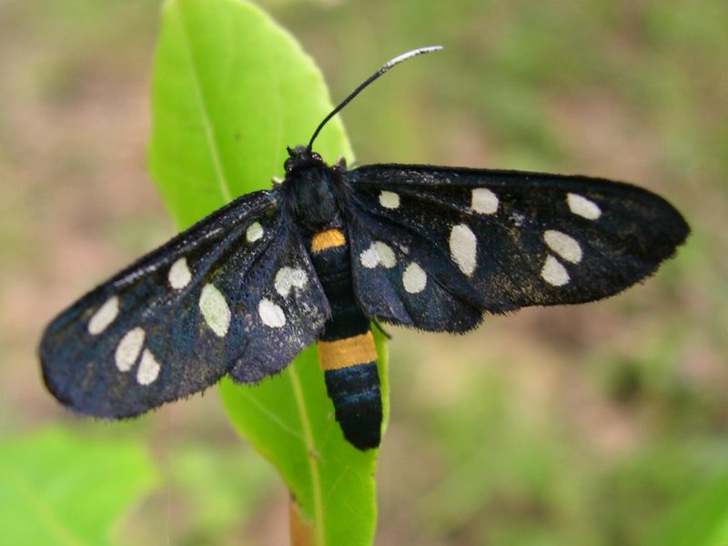 Amata phegea mutilata