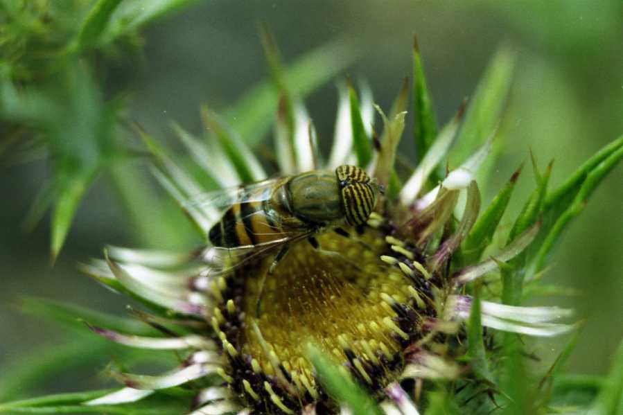 Eristalinus taeniops