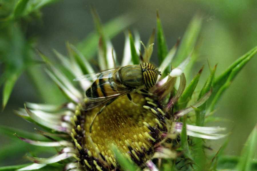 Eristalinus taeniops