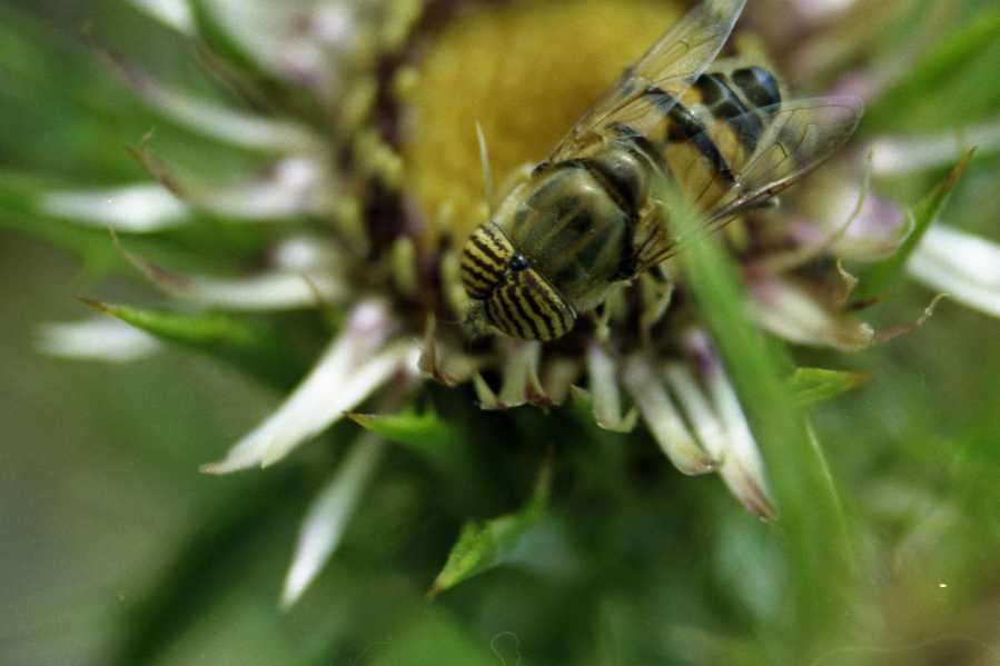 Eristalinus taeniops