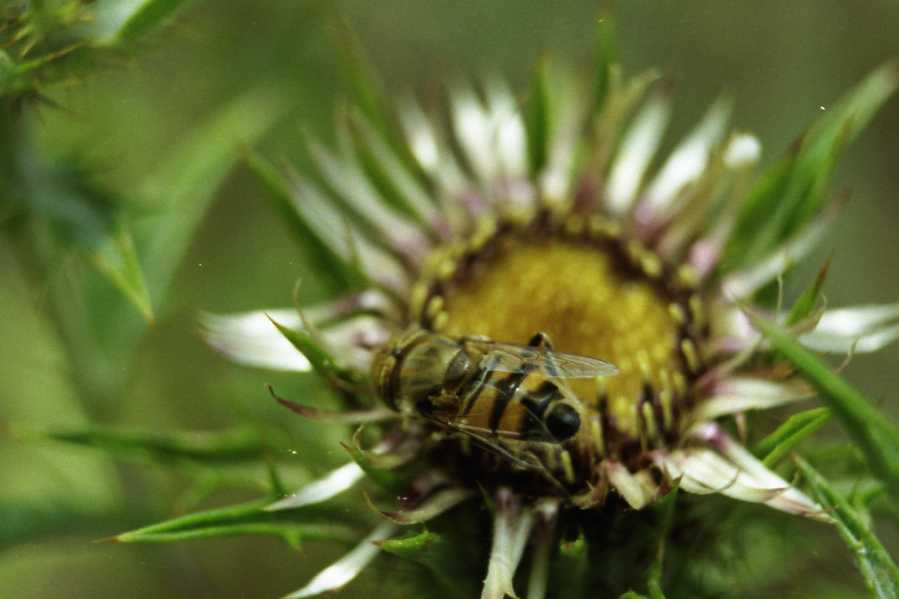 Eristalinus taeniops