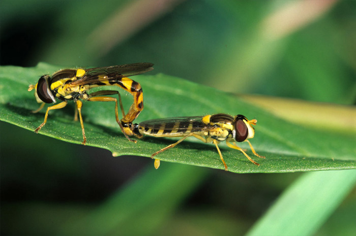 Sphaerophoria sp.