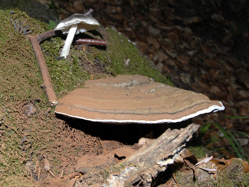 Ganoderma lipsiense? (Ganoderma sp.)