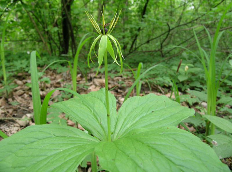 Paris quadrifolia / Uva di Volpe, Erba crociona