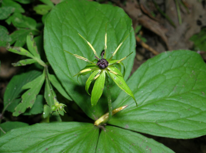 Paris quadrifolia / Uva di Volpe, Erba crociona