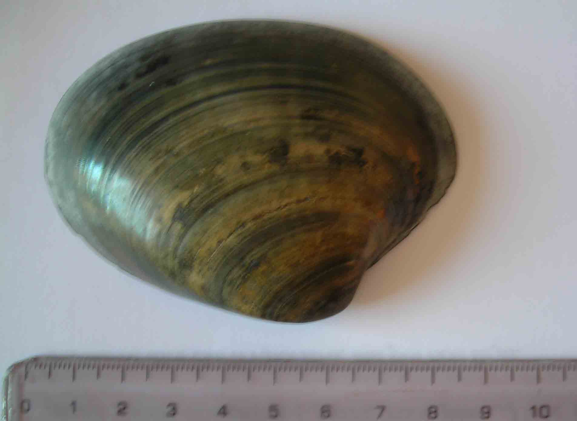 bivalve