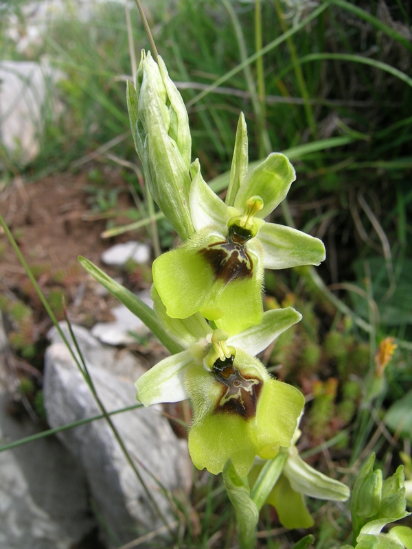 Ophrys lacaitae / Ofride di Lacaita