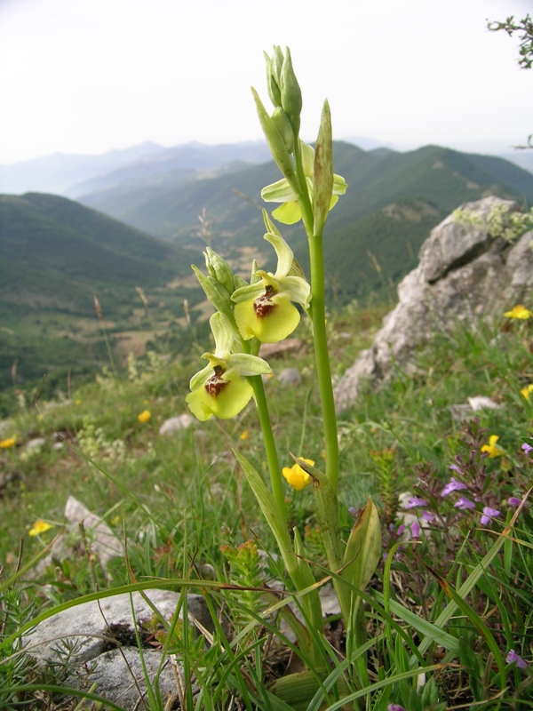 Ophrys lacaitae / Ofride di Lacaita