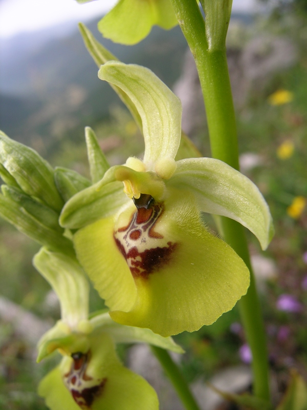 Ophrys lacaitae / Ofride di Lacaita