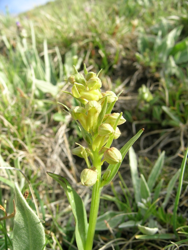 Coeloglossum viride