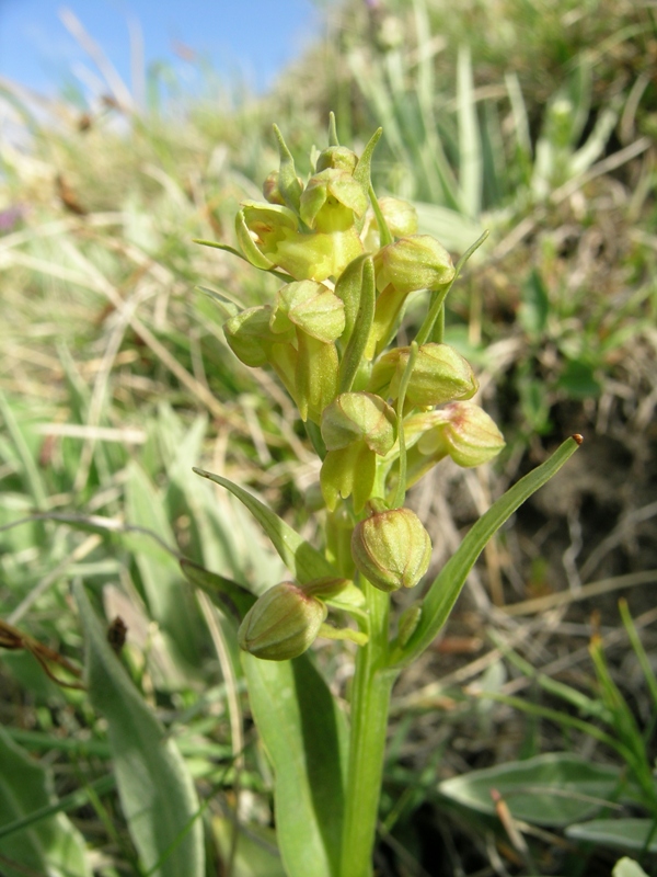 Coeloglossum viride