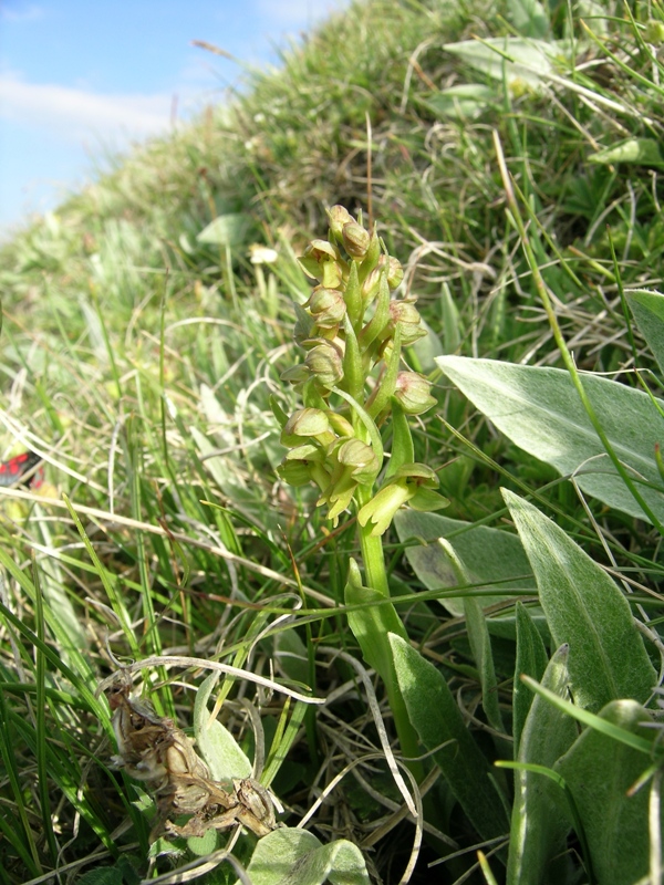 Coeloglossum viride