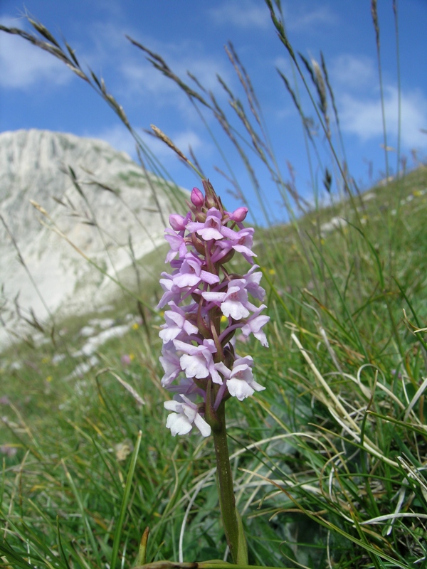 Gymnadenia conopsea