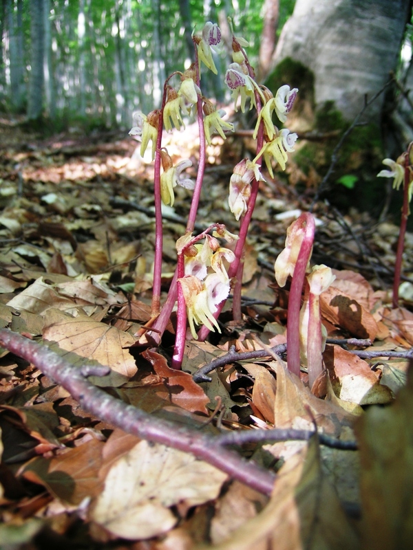 Epipogium aphyllum