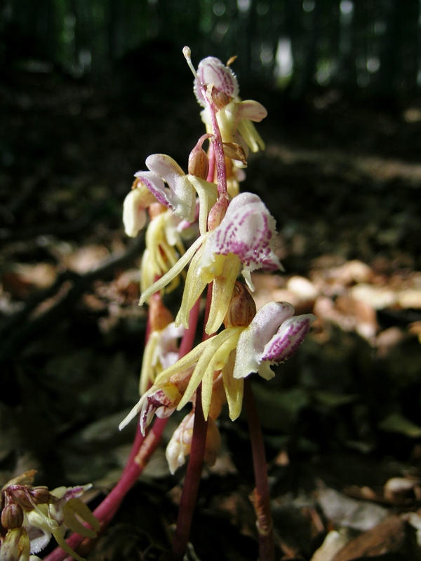 Epipogium aphyllum