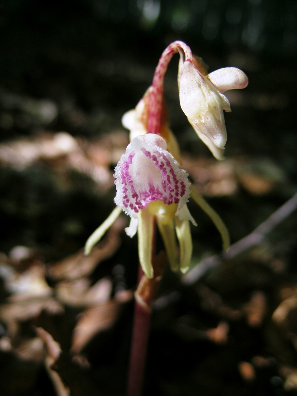 Epipogium aphyllum