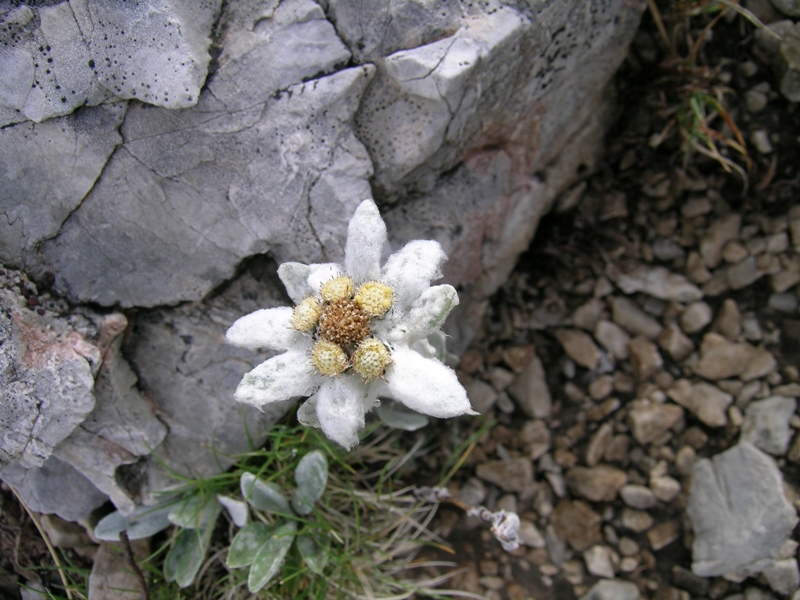 Leontopodium nivale / Stella alpina appenninica