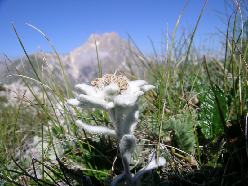 Leontopodium nivale / Stella alpina appenninica