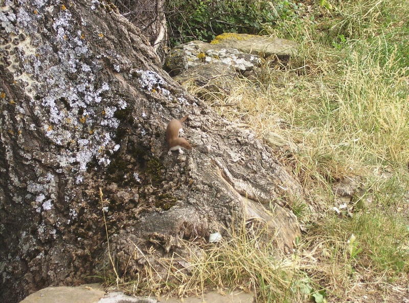 Una donnola curiosa!