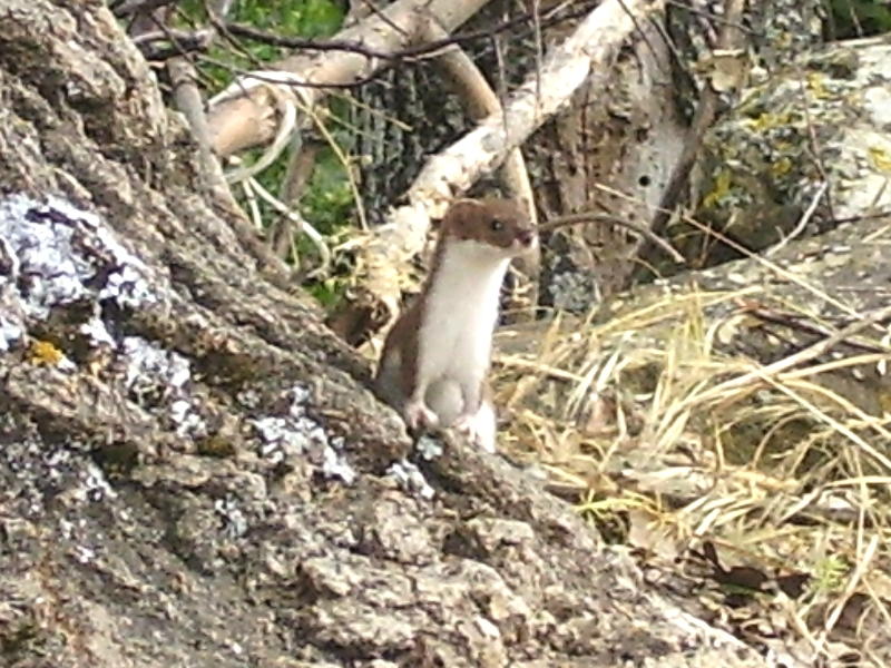 Una donnola curiosa!