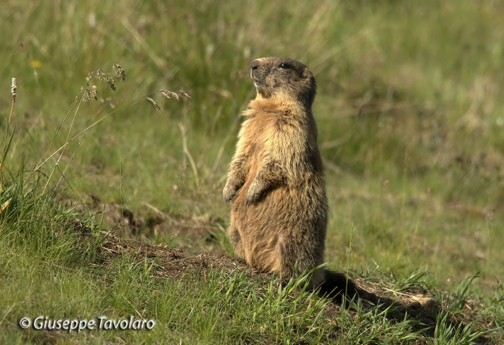 Marmotta in stato di allerta.