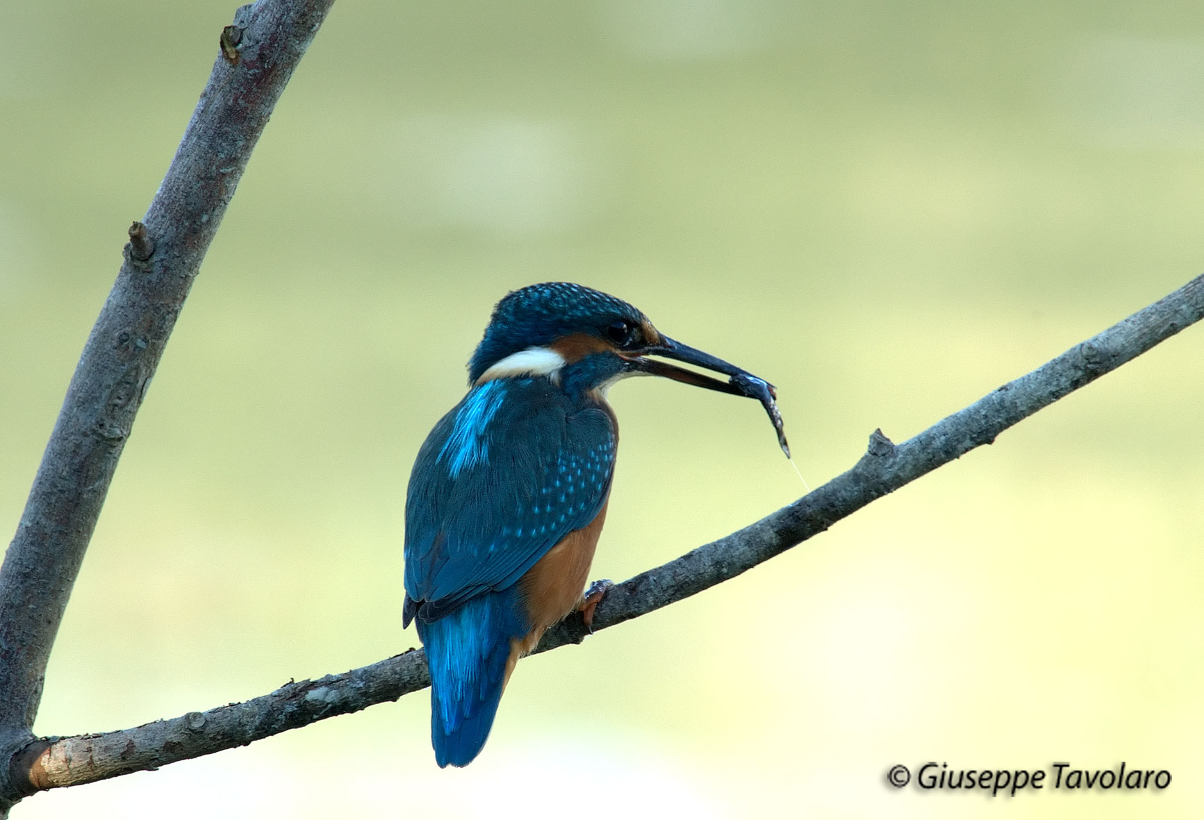 Martin pescatore (Alcedo atthis).