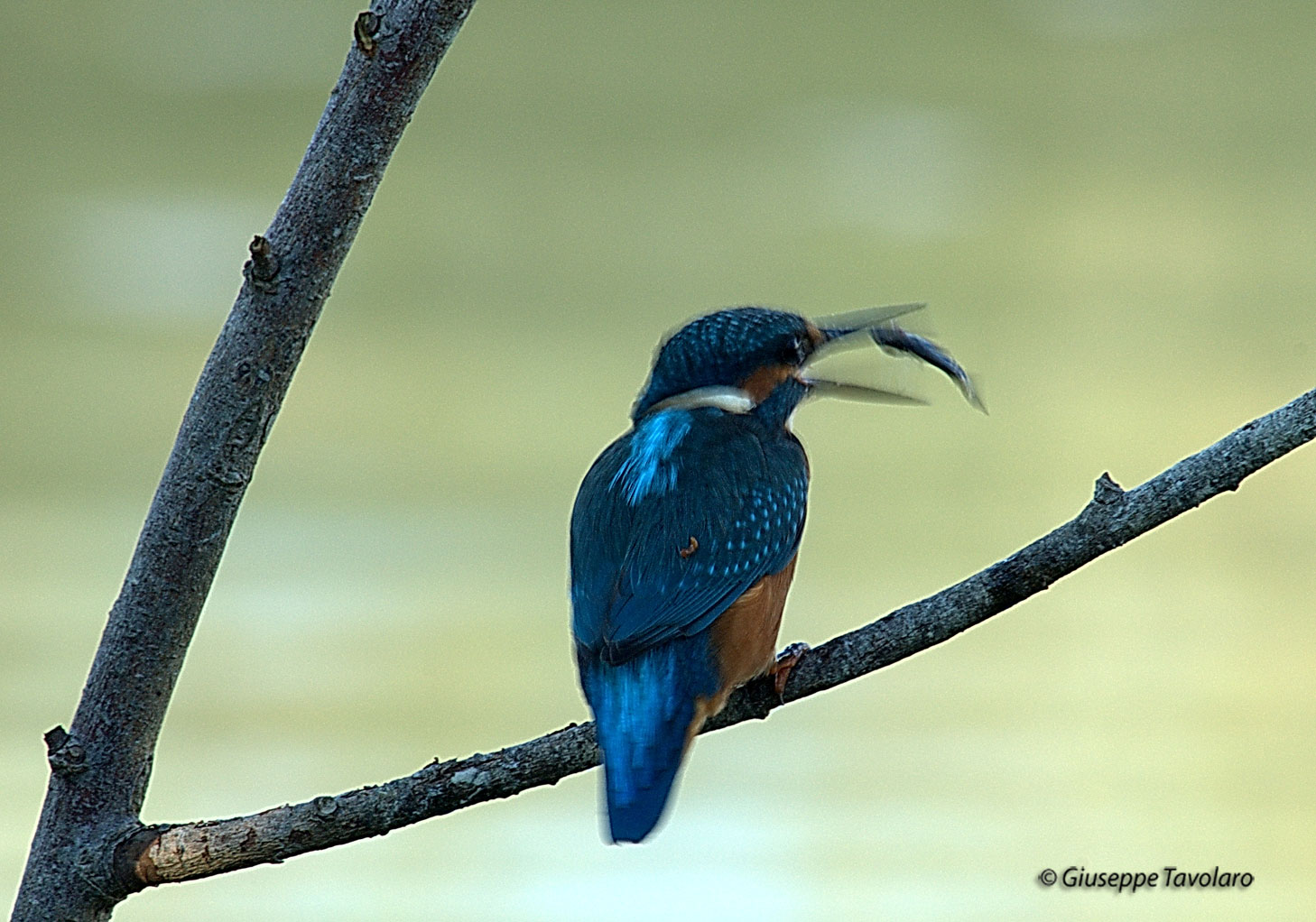 Martin pescatore (Alcedo atthis).