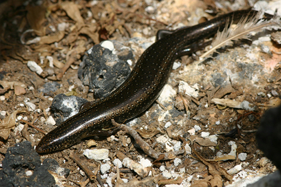 Gongilo siculo Chalcides ocellatus tiligugu in bella posa