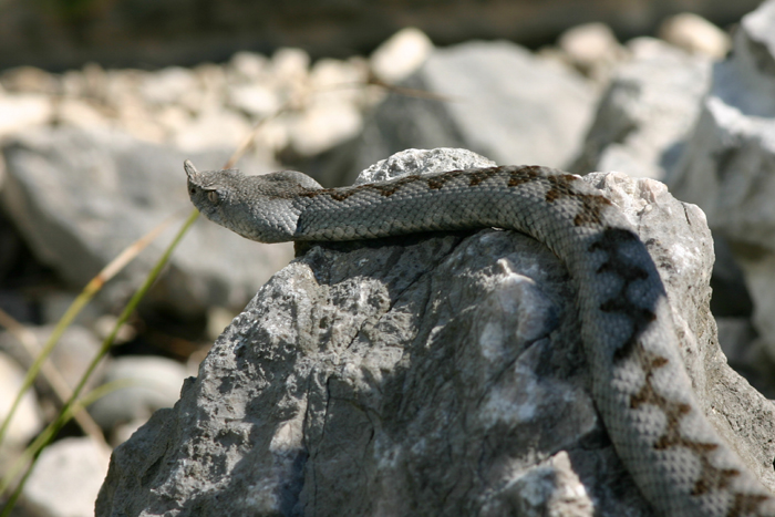 Vipera dal corno Vipera ammodytes