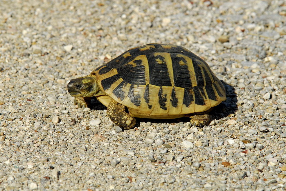 Sempre dalla Grecia... Testudo graeca