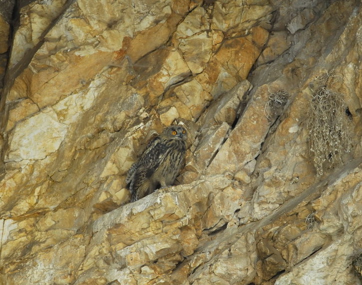 Sempre prespa...Gufo reale Bubo bubo